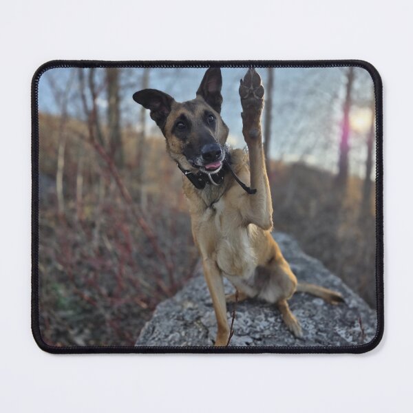 Item preview, Belgian Malinois – Loyal Working Dog in Nature designed and sold by TrailThrottleCo.