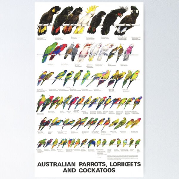 Item preview, Australian Parrots, Lorikeets and Cockatoos designed and sold by marcolando.