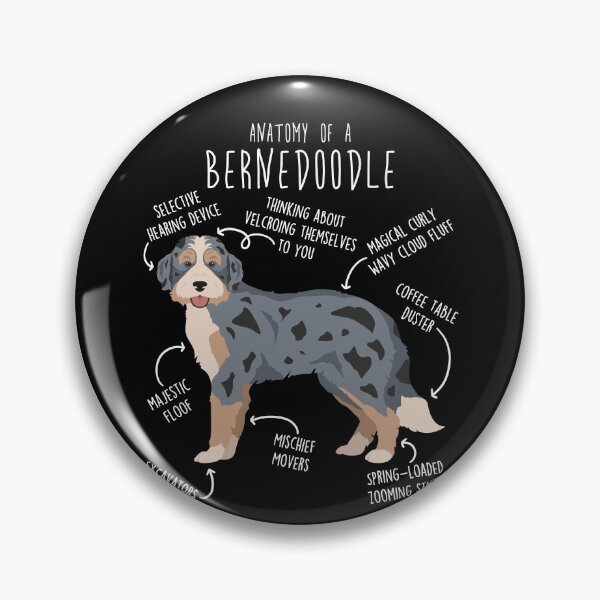 Artikelvorschau, Anatomie des Blue Merle Bernedoodle entworfen und verkauft von Clara Hollins.