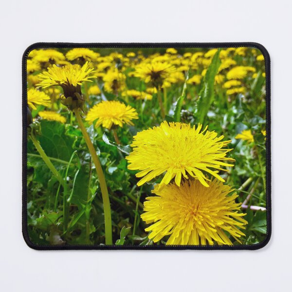 Item preview, Bloomed dandelions designed and sold by NatureOnItems.
