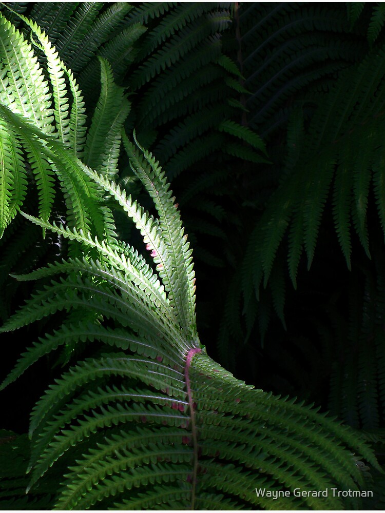 Fern by redmoondragon