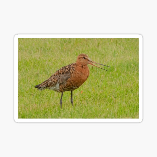 Item preview, Black-tailed godwit designed and sold by HazelWright.