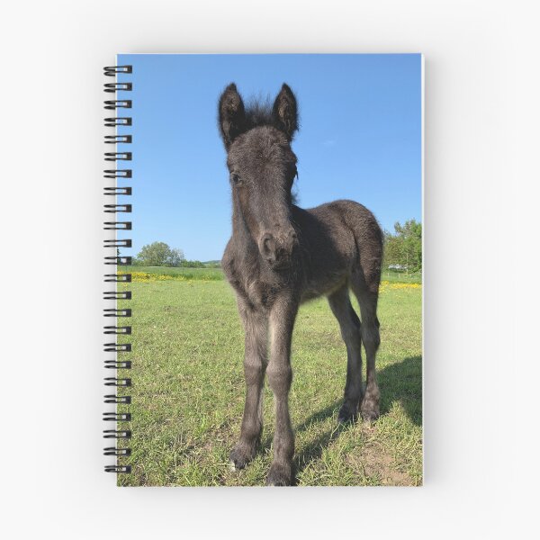 Item preview, Fell pony foal designed and sold by PiggiP.