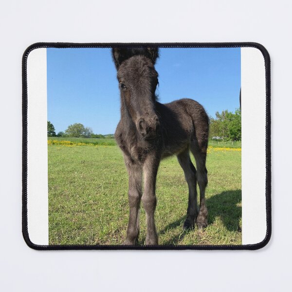 Item preview, Fell pony foal designed and sold by PiggiP.