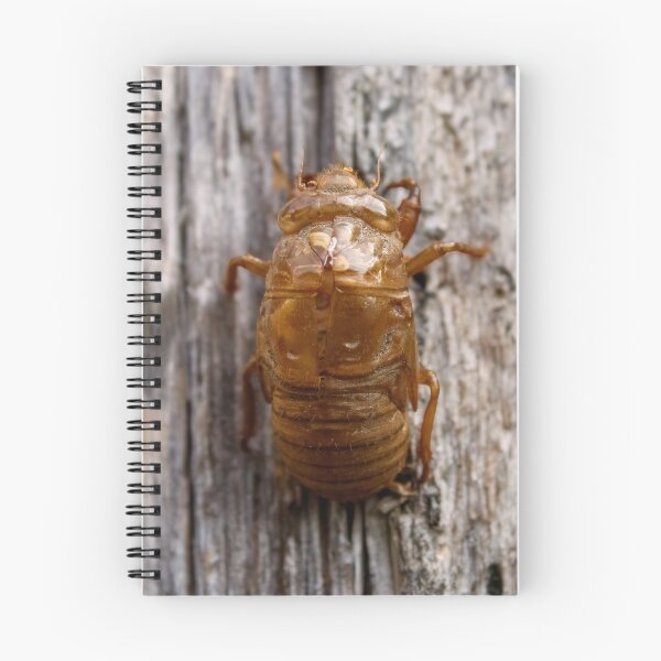 Item preview, Cicada designed and sold by Tim Dusenberry.
