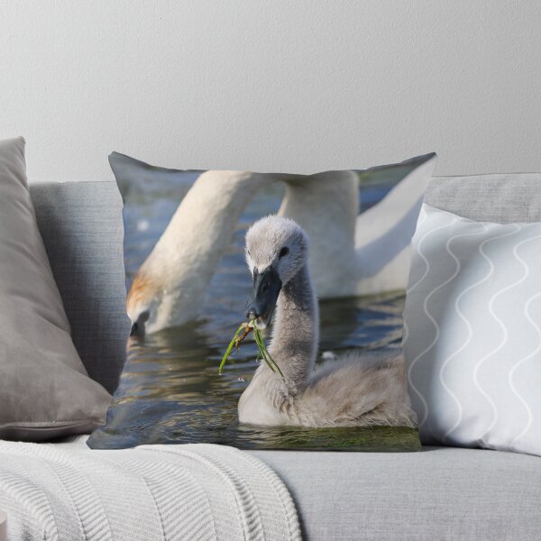 Item preview, Swans grazing designed and sold by GreyFeatherPhot.