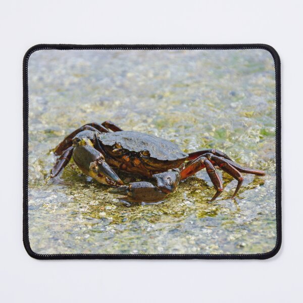 Item preview, Black Crab on the Shore designed and sold by Kasia Design.