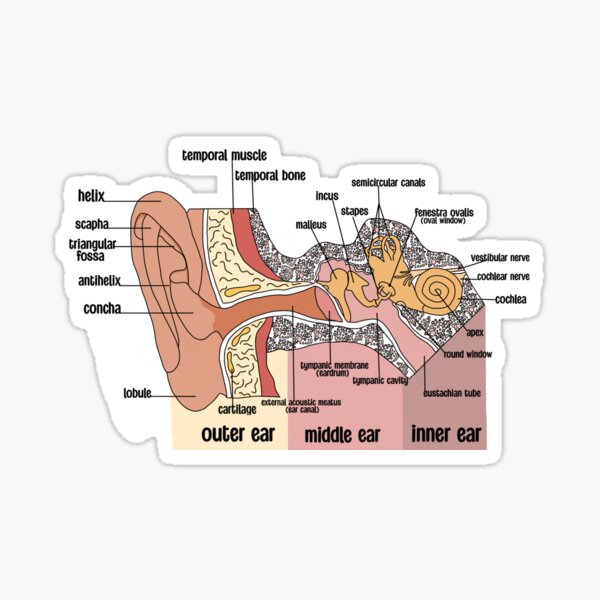 Item preview, Ear anatomy designed and sold by CueTheSpeech.