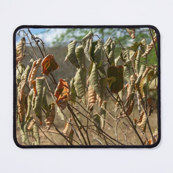 Item preview, withered and wind-dried leaves designed and sold by felipequeiroz.