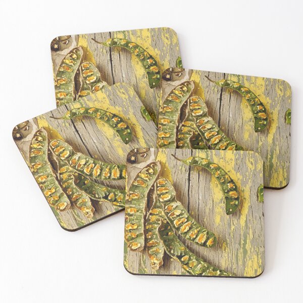 Item preview, Seed pods from a Brush Wattle tree designed and sold by WildLadyWood.