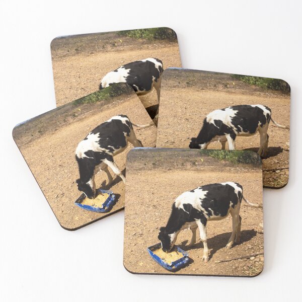 Item preview, Dutch cow eating feed in a dry region designed and sold by felipequeiroz.