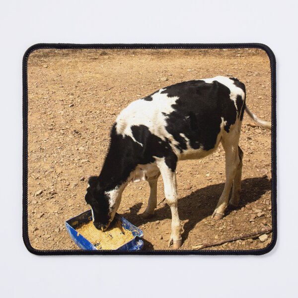 Item preview, Dutch cow eating feed in a dry region designed and sold by felipequeiroz.