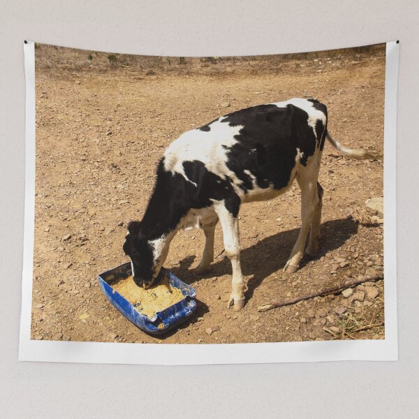Item preview, Dutch cow eating feed in a dry region designed and sold by felipequeiroz.