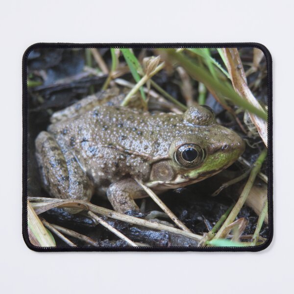 Item preview, Small Green Frog designed and sold by catrantula.