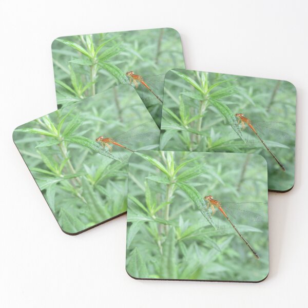Item preview, Damselfly (Eastern Forktail) designed and sold by catrantula.