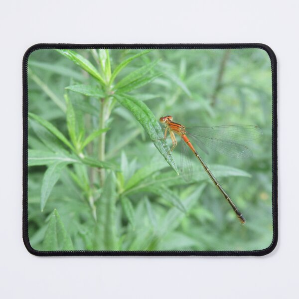 Item preview, Damselfly (Eastern Forktail) designed and sold by catrantula.