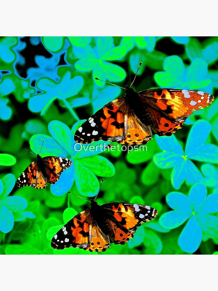 "Butterflies Are Free To Fly" Photographic Print for Sale by