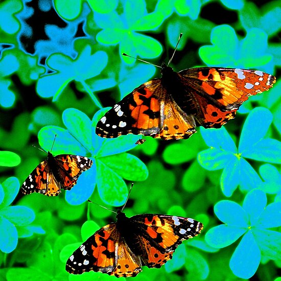 "Butterflies Are Free To Fly" Photographic Prints by Saundra Myles