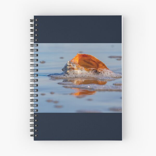 Item preview, Whelk shell  designed and sold by Shannon Emmel .