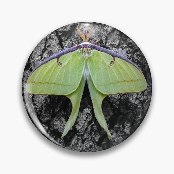 Item preview, Luna Moth  designed and sold by Shannon Emmel .