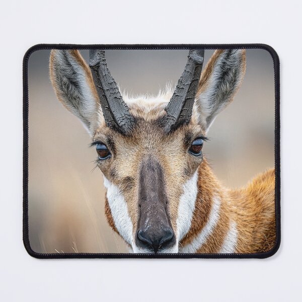 Item preview, Pronghorn Face designed and sold by Elisabeth Lucas.