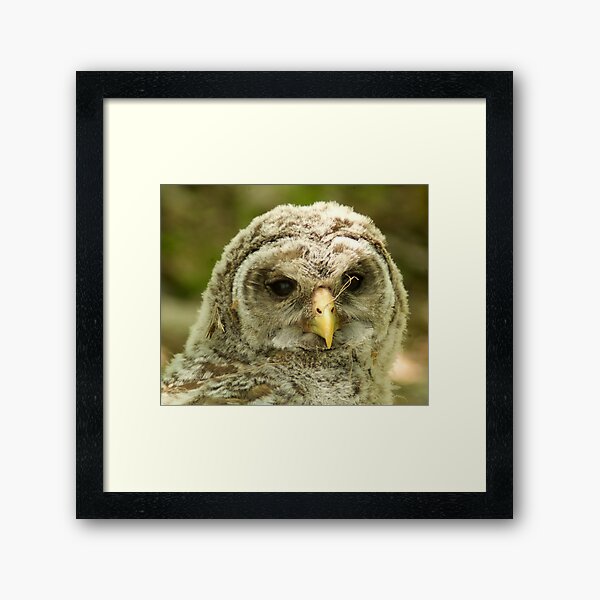 Item preview, Baby Barred Owl designed and sold by connorwanderer.