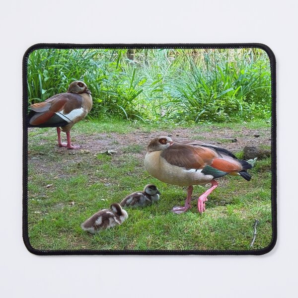 Item preview, Egyptian Geese designed and sold by Graz-Photos.