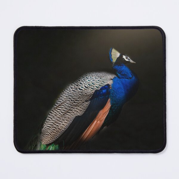 Item preview, Bathed in nature’s spotlight, the Indian peacock stands regal and radiant—an emblem of grace in the shadows of the wild designed and sold by Prakruti prints.