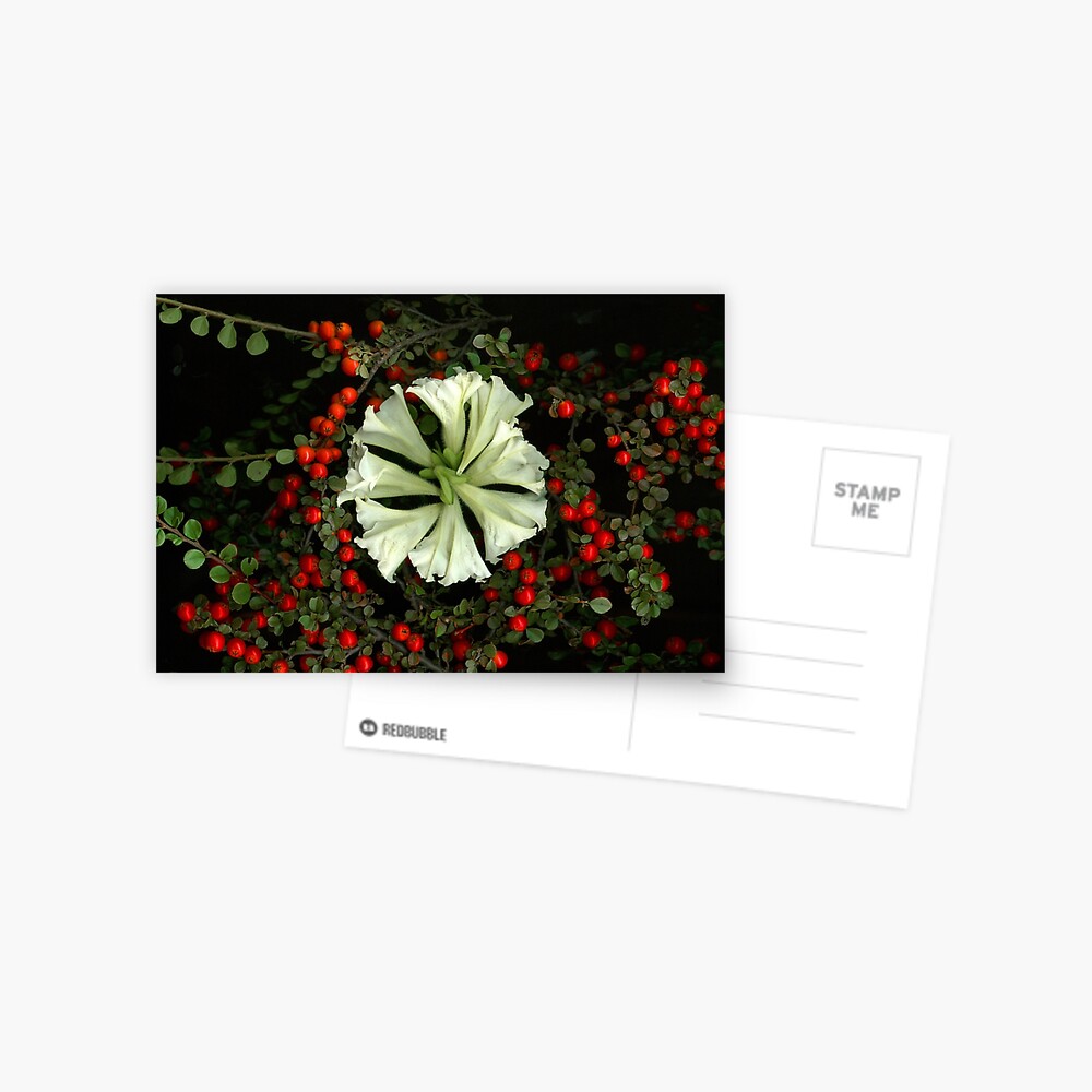 Item preview, Postcard designed and sold by LindasPhotoArt.