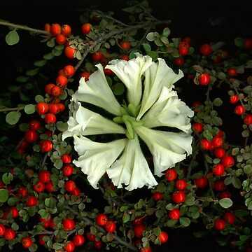 Artwork thumbnail, Petunia Wreath Dark Floral by LindasPhotoArt