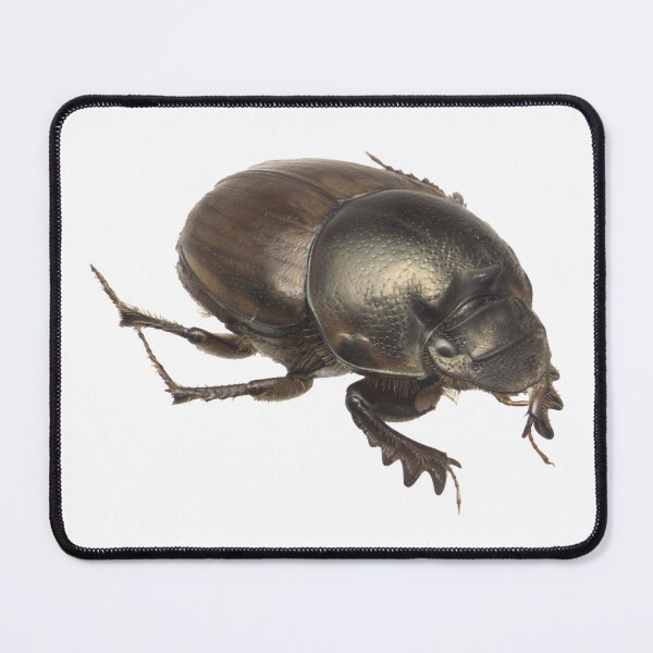 Item preview, Dung beetle - Digitonthophagu gazella female designed and sold by EricaNad.