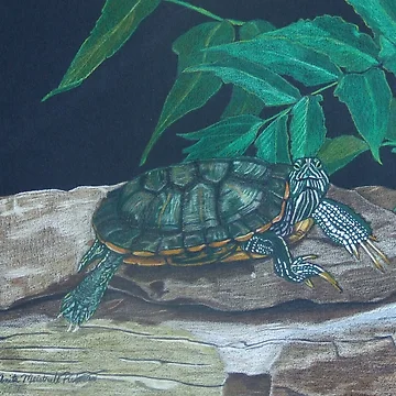 Artwork thumbnail, Catching Some Rays by Anita Putman