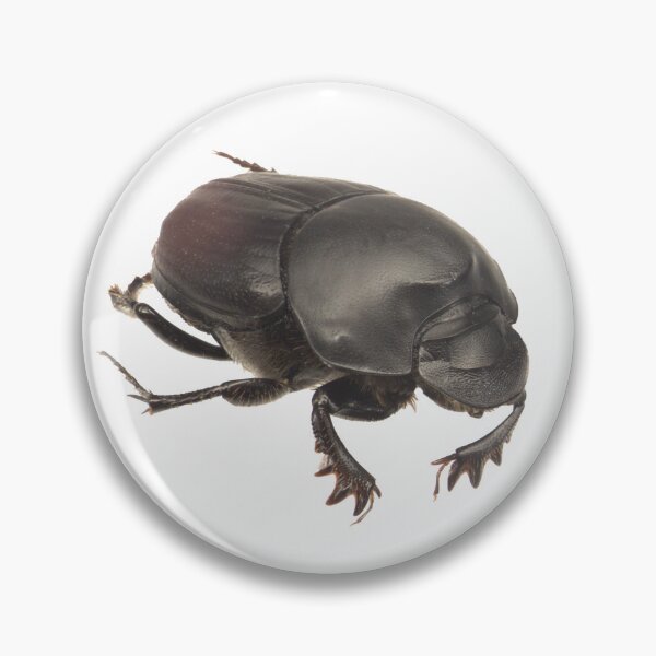 Item preview, Dung beetle - Onthophagus binodis female designed and sold by EricaNad.