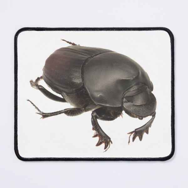 Item preview, Dung beetle - Onthophagus binodis female designed and sold by EricaNad.