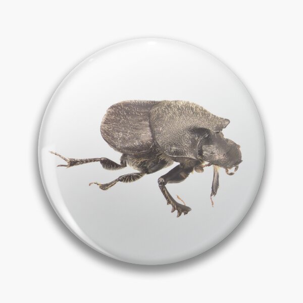 Item preview, Dung beetle - Onthophagus hecate male designed and sold by EricaNad.