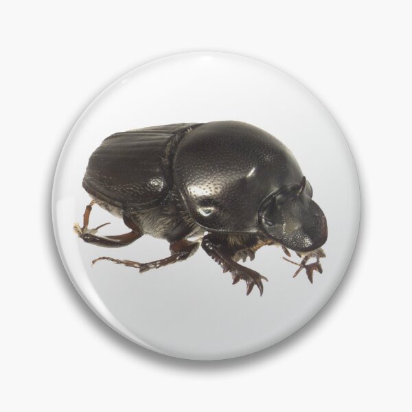 Item preview, Dung beetle - Onthophagus taurus small male designed and sold by EricaNad.
