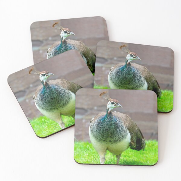 Item preview, Peahen designed and sold by JeanKellyPhoto.