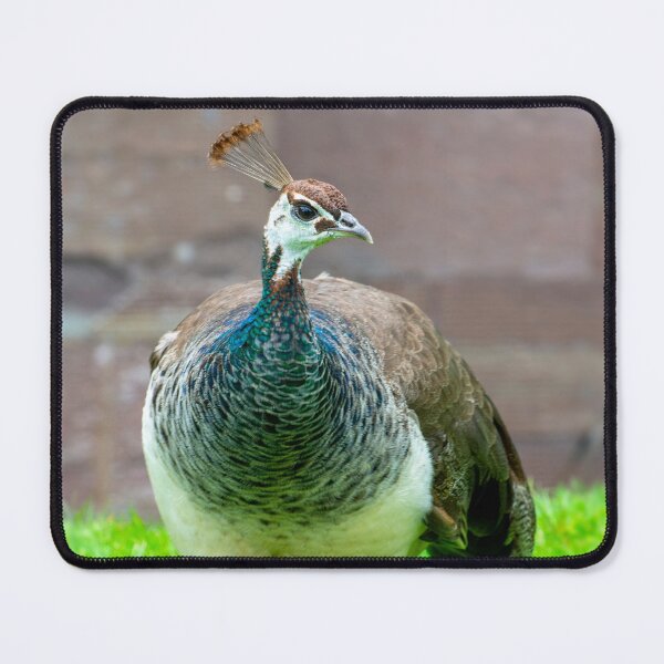 Item preview, Peahen designed and sold by JeanKellyPhoto.