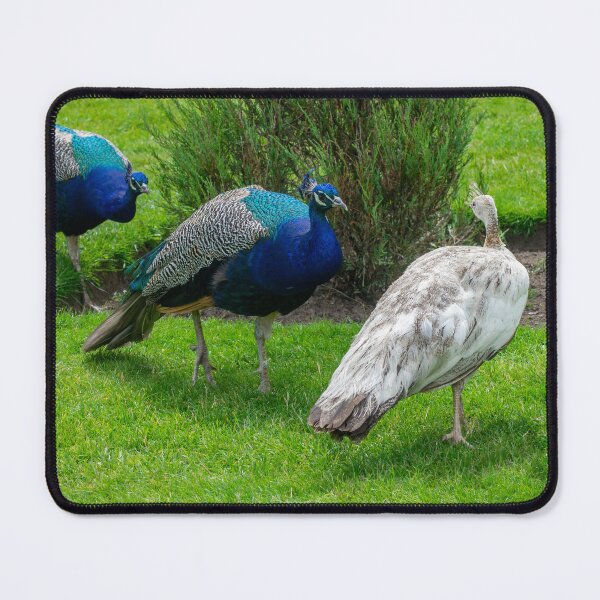 Item preview, A Little Birdie Told Me! designed and sold by JeanKellyPhoto.