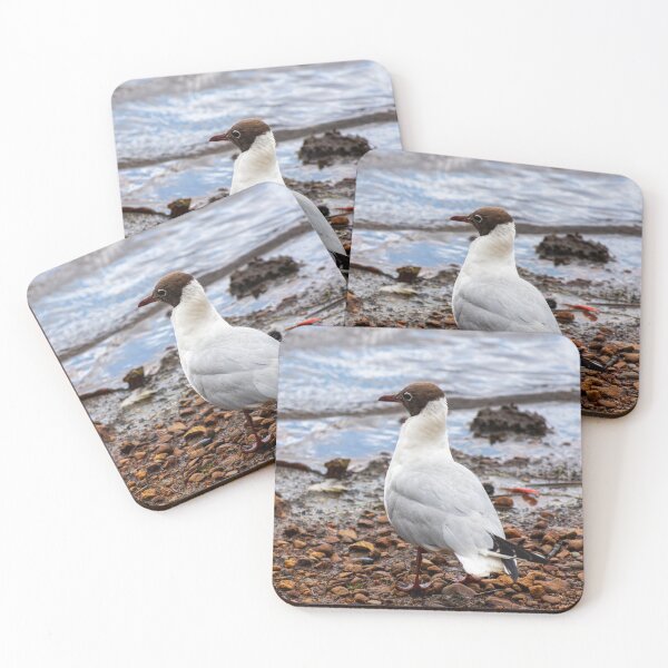 Item preview, Black-headed Gull designed and sold by JeanKellyPhoto.