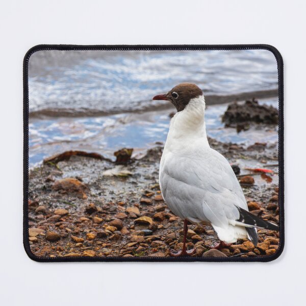 Item preview, Black-headed Gull designed and sold by JeanKellyPhoto.