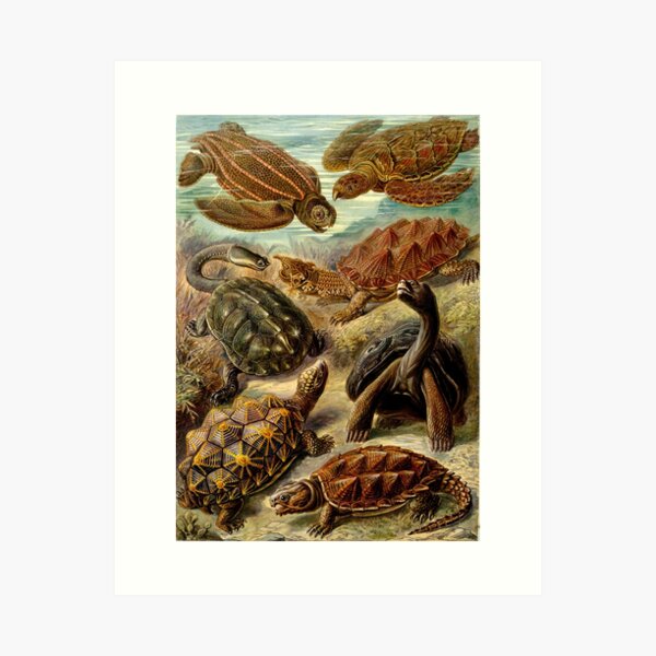 Item preview, The image is a scientific illustration by Ernst Haeckel Turtles  designed and sold by tarotstarostina.