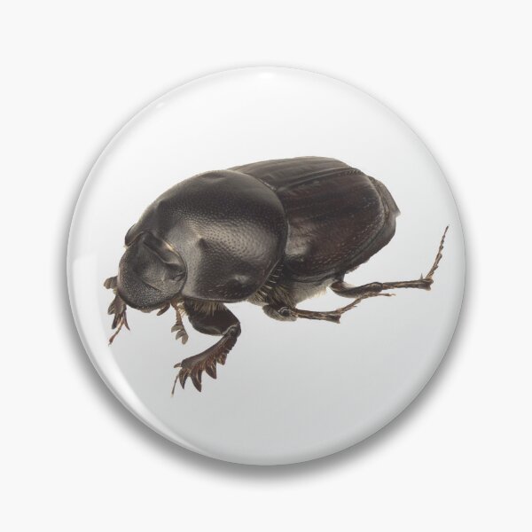 Item preview, Dung beetle - Onthophagus taurus female designed and sold by EricaNad.