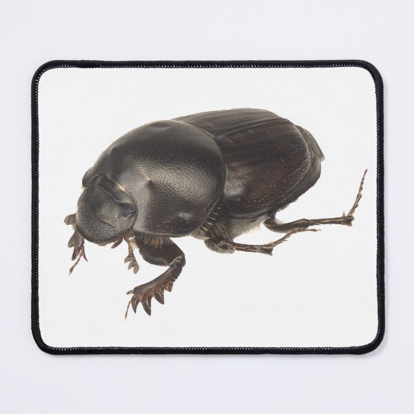 Item preview, Dung beetle - Onthophagus taurus female designed and sold by EricaNad.