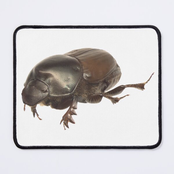 Item preview, Dung beetle - Onthophagus nigriventris female designed and sold by EricaNad.