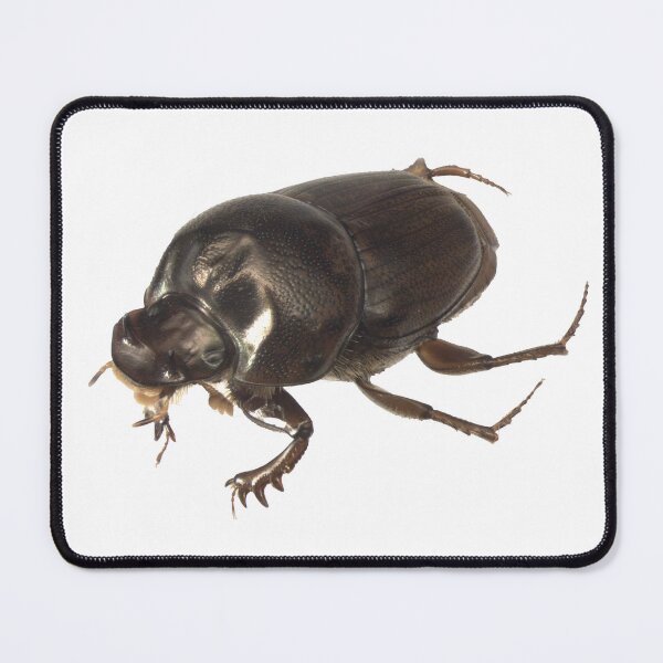 Item preview, Dung beetle - Onthophagus sagittarius male designed and sold by EricaNad.