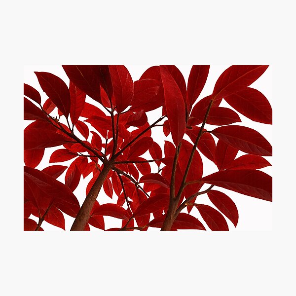 Item preview, Stylized red autumn foliage design on transparent background designed and sold by optimusprime39.