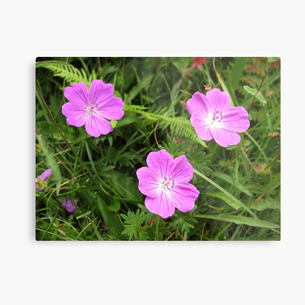 Bloody Cranesbill Metal Print