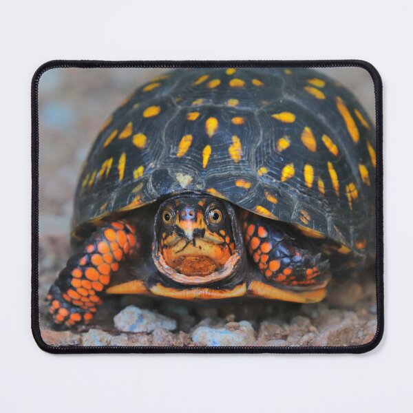 Item preview, Box turtle  designed and sold by Parks and X.