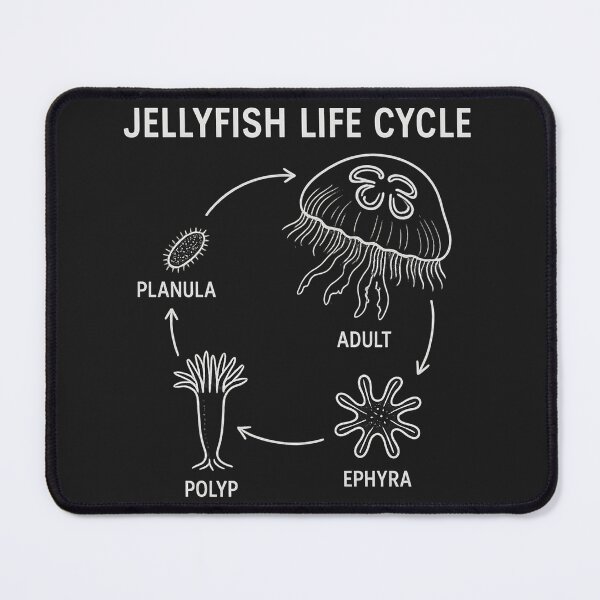 Item preview, sea jelly lifecycle designed and sold by pabssy.